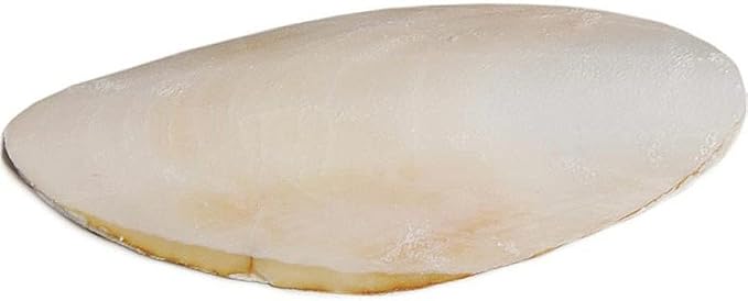 Prevue Pet Products Cuttlebone Pack with Holder - 25 Natural Calcium Bones for Birds, Beak Conditioning and Enrichment Toy, Easy Cage Attachment for Parakeets, Budgies, & Cockatiels - Medium