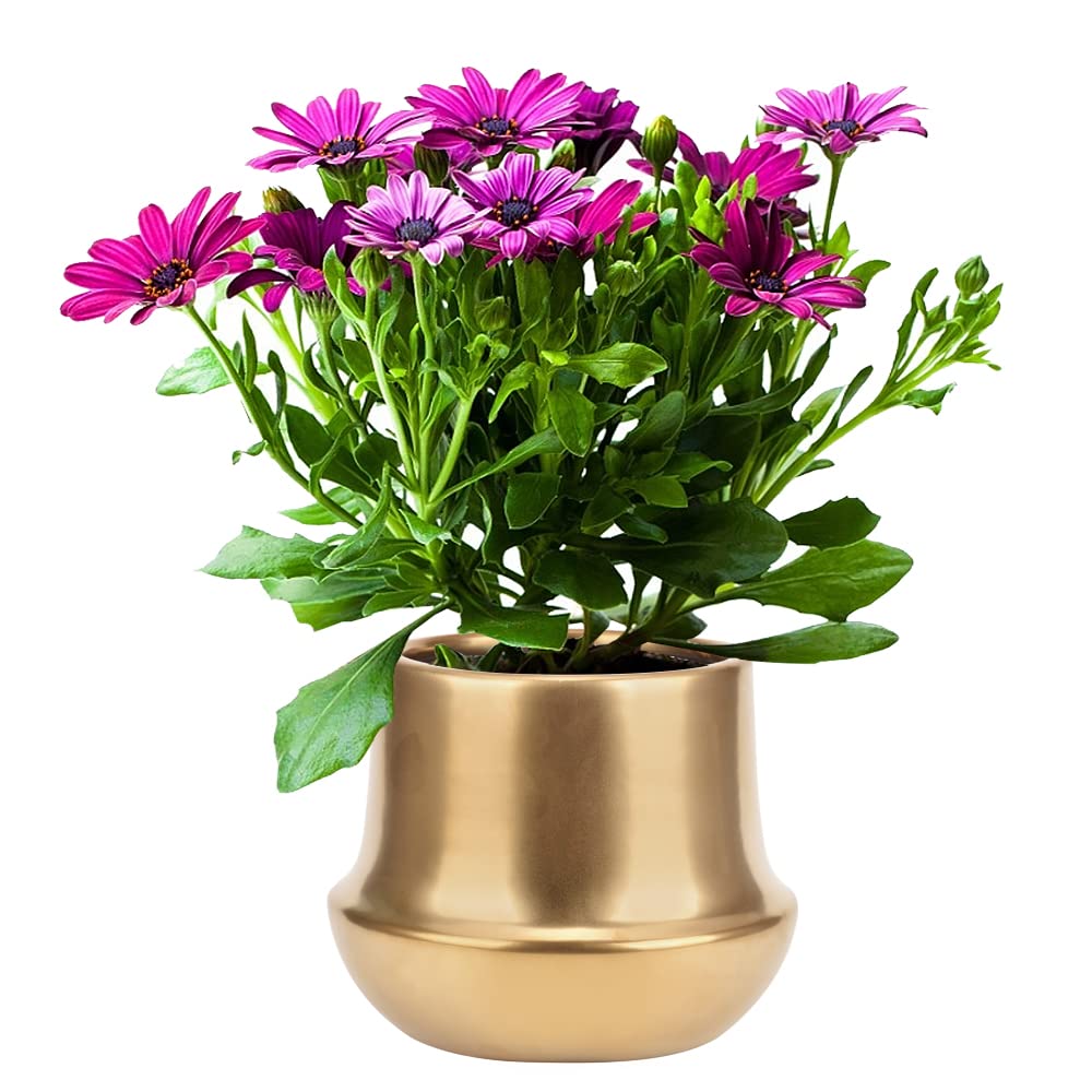 Decor Trends Brass Gold Plant Pot Indoor Planter Small Flower Pot 6 inch Ceramic Plant Flower Pot Container Decorative Gold Pots for All House Plants ,Succulents,Flowers and Cactus, Small 5.9‘’