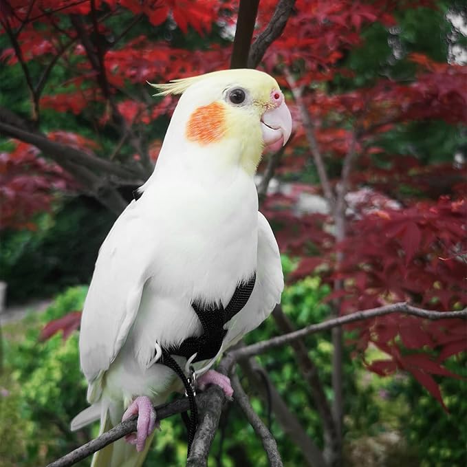 Pet Parrot Bird Harness Leash Adjustable Bird Flying Harness Traction Rope with Cute Wing for Parrots Pigeons Budgerigar Lovebird Cockatiel Mynah Outdoor Training Toy (Black,S)