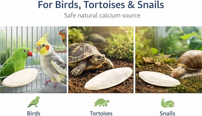 Birds LOVE 3.5-4″ Cuttlebone for Birds – 100% Natural Sun-Dried Calcium & Beak Conditioning Supplement for Parakeets, Budgies, Cockatiels, Finches & Canaries – 4 Pack with Holder – Made in Vietnam