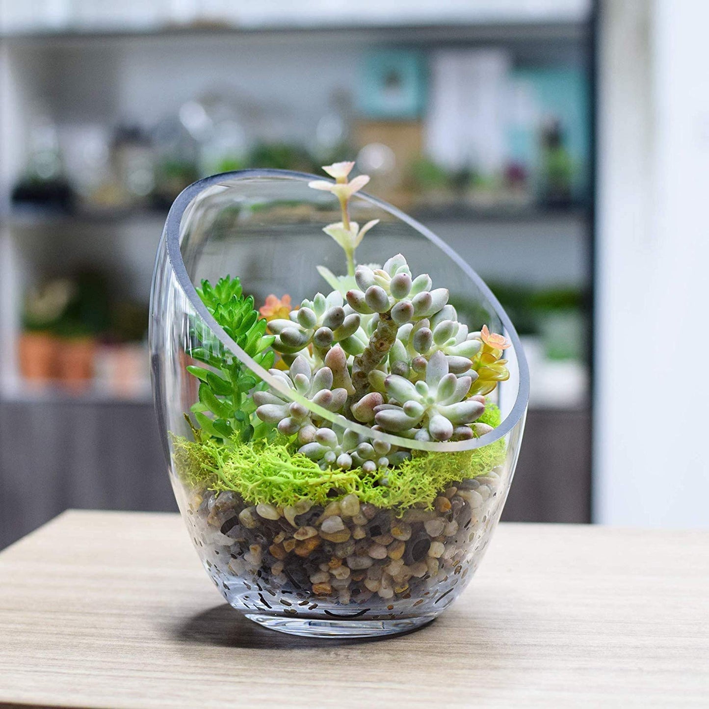 Ecosides 6.9”X5.5 Clear Glass Bowls Slanted Clear Vase Terrarium Jar Round Globe Wide Glass Cut Bubble Bowl Put Candies,Plant,Flowers,Fruit