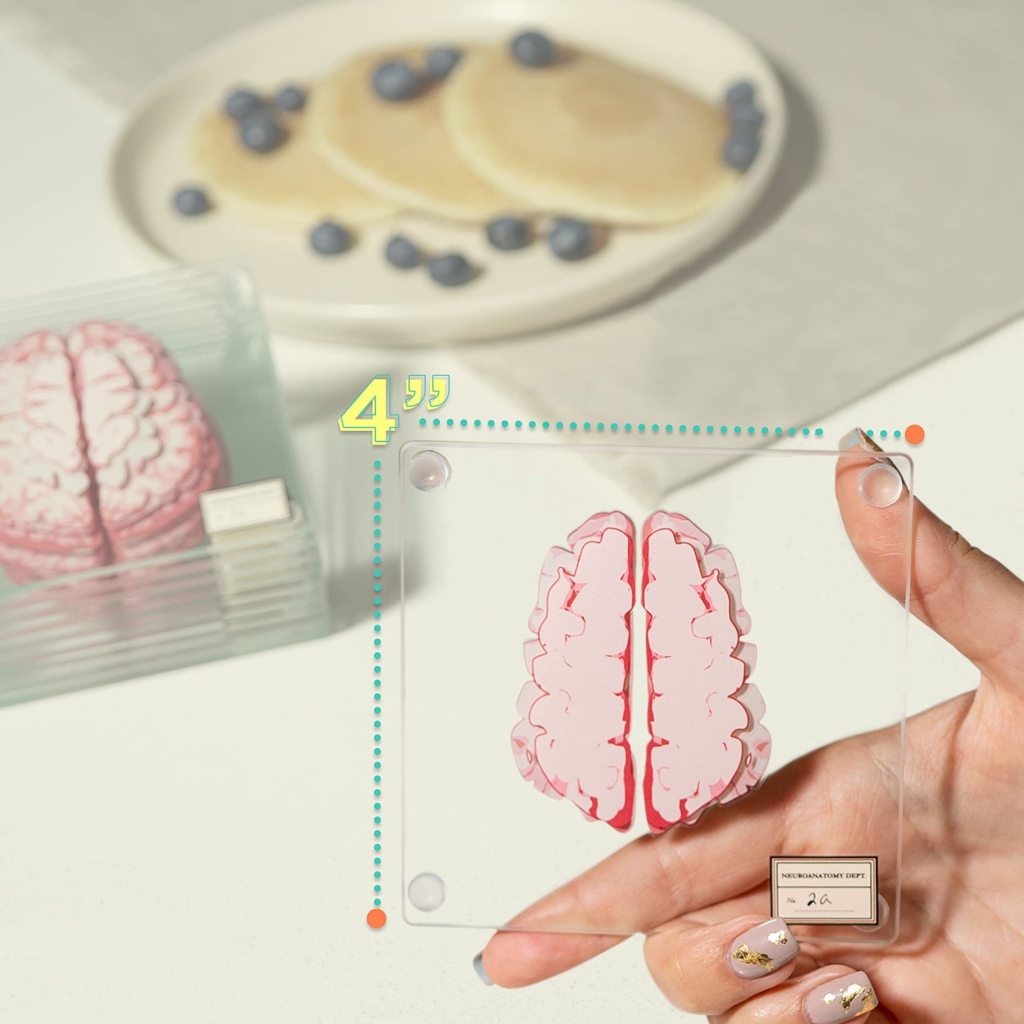 ThinkGeek Anatomic Brain Specimen Coasters Set of 10 for Neuroscience Medical Student Gifts Human Anatomy Generix geek
