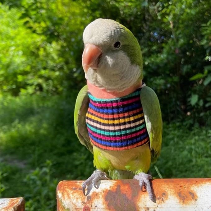Bird Clothes - Handmade Cotton Stripe Shirt Round Collar Sweater Flight Suit for Parrots African Greys Parakeet Cockatiel Sun Conure Christmas Halloween (Without Diaper,M)