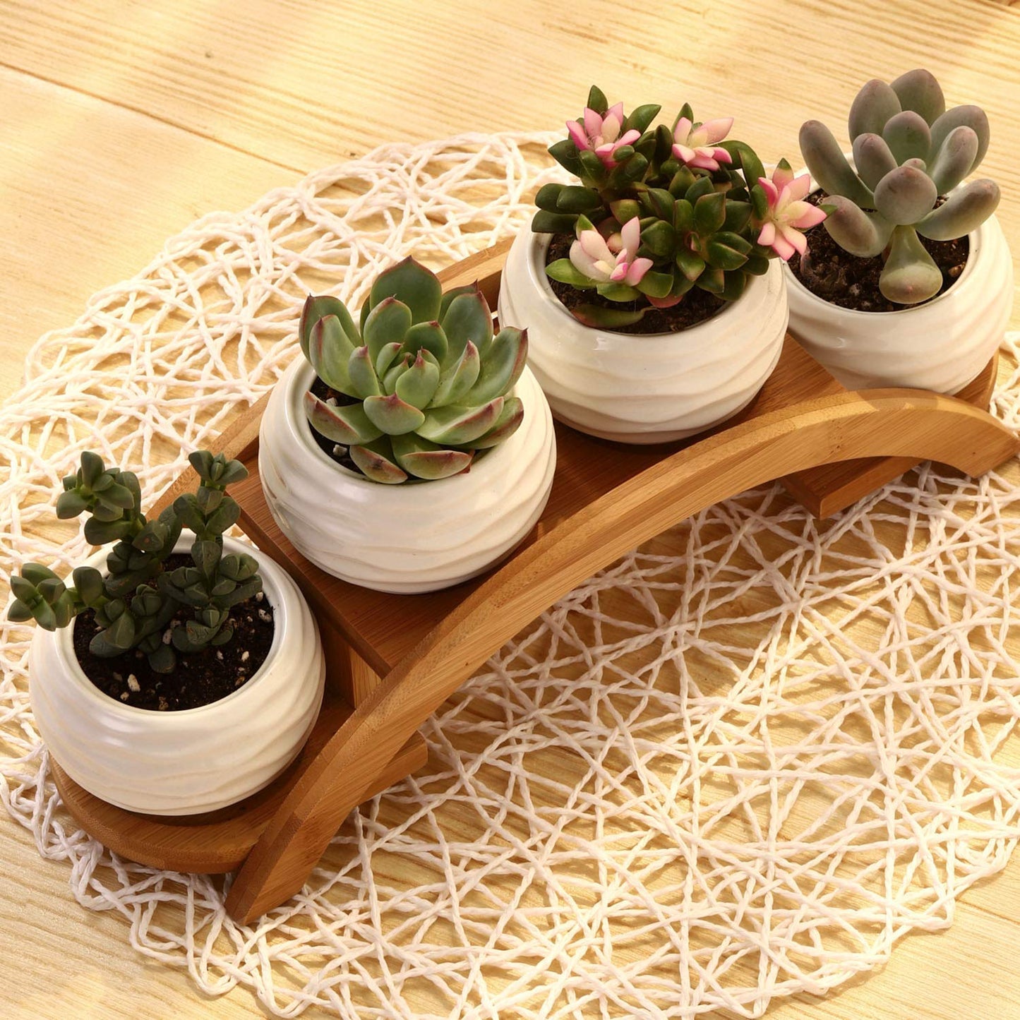 E-liu Succulent Pots and Stand Set, Ceramic White Succulent Planter Pot with Drainage, Pack of 4, Cute Office Garden Indoor Decoration, Plants Not Included