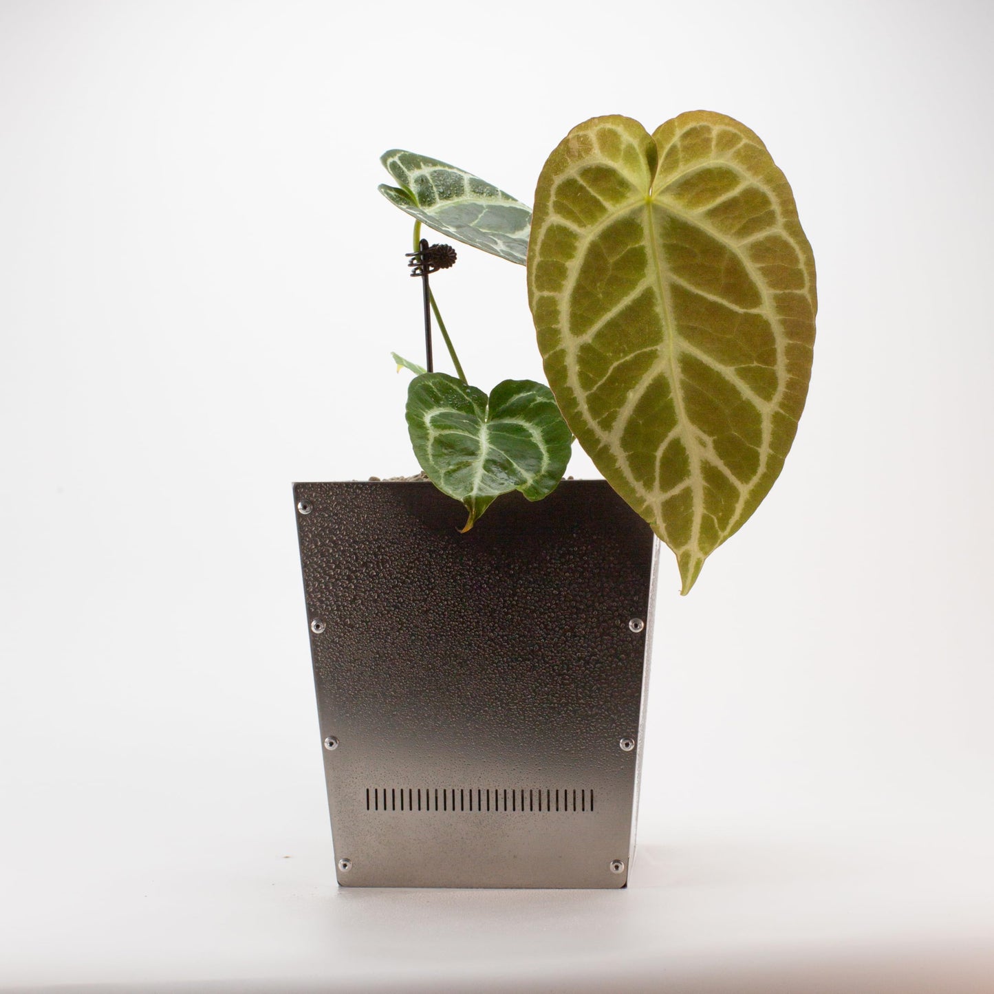 Delilulu 6-Inch Square Metal Plant Pot – Stylish Indoor & Outdoor Planter with Drainage Holes, 304 Stainless Steel (M Size)-Gift mat.