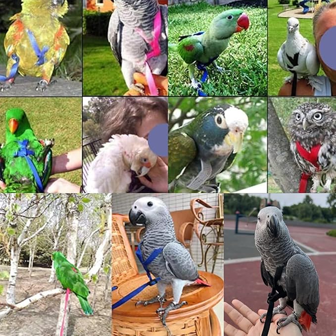 2 pcs Pet Parrot Bird Harness and Leash, Adjustable Training Design Anti-Bite, Outdoor Flying Training Rope Kit for Bird Parrots Fits Birds Chest Between46-76cm /18.11-29.92inch - XL (Green)