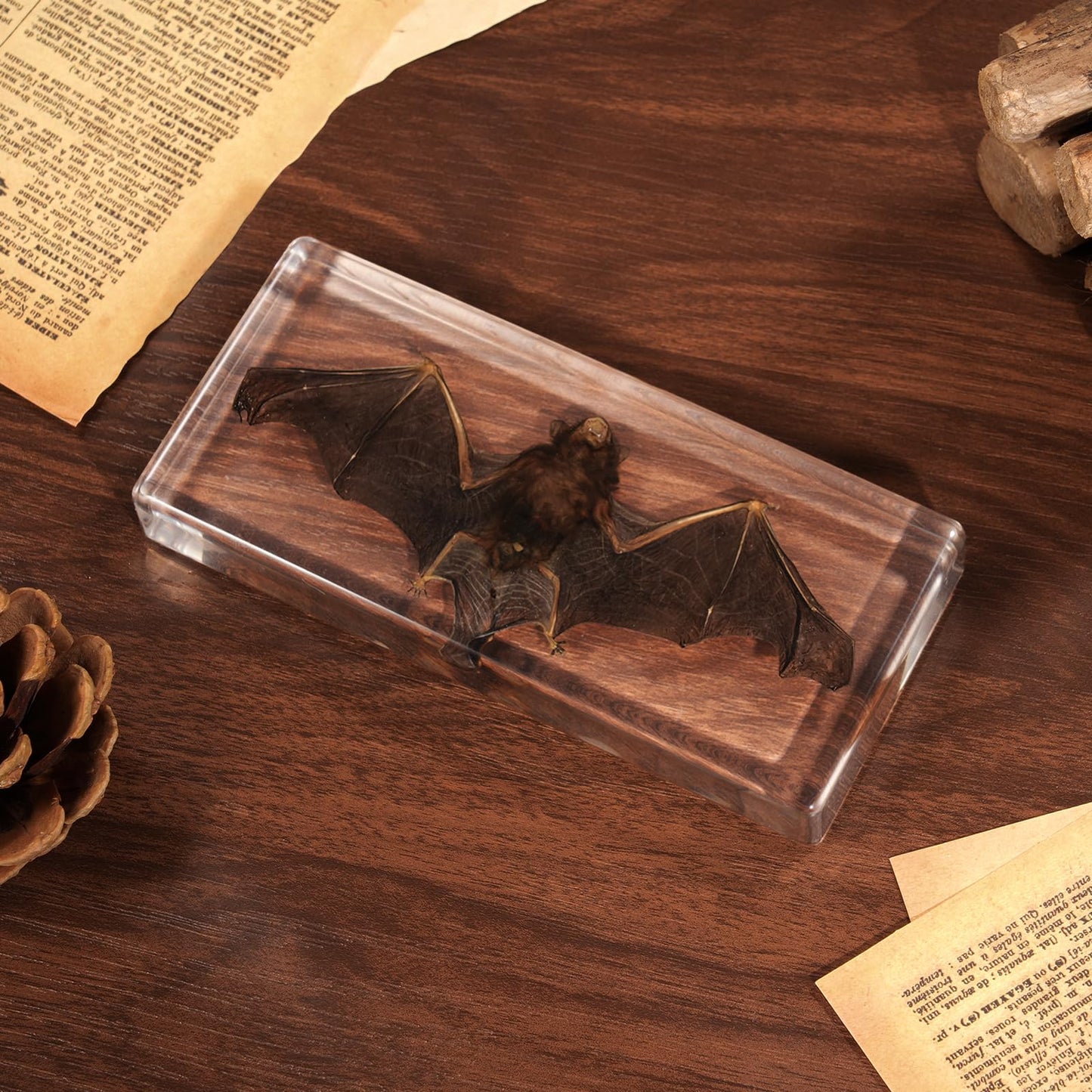 Taxidermy Bat, Real Bats Specimens High Quality Resin Animals for Science Classroom Science Education, Bat Decor Great Gift for Taxidermy, Animal Skull, Oddities, Biology (5.5x2.5x0.7 Inch)