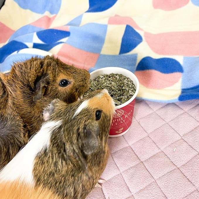 GuineaDad Organic Guinea Pig Herbal Treats - Guinea Pig Food with Convenient Packaging - Raspberry Leaf Flavor - 10 fl. oz - Guinea Pig Treats Help with Bonding - High in Nutrition and Fiber- Small