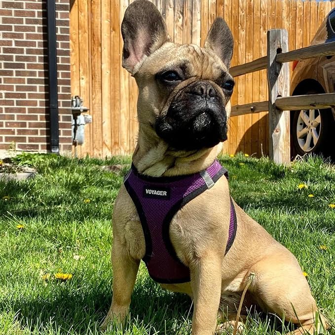 Best Pet Supplies Voyager Step-in Air All Weather Mesh Harness and Reflective Dog 5ft Leash Combo with Neoprene Handle, for Small, Medium and Large Breed Puppies - Purple/Black Trim, XX-Small
