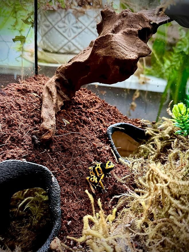 Aquarium & Terrarium Corner Underground Cave – Faux Mangrove Root Hideout for Betta, Corydoras, Shrimp, Geckos & Snakes – Natural-Look Tank Decor in Textured Root Style (Bone, 7.5"x7.5"x4")