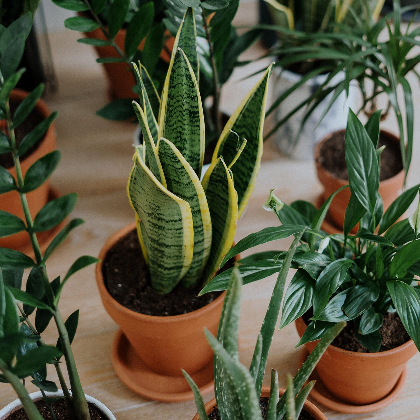 HERDUK Terracotta Starter Pots with Saucers – 4 Inch Clay Planting System for Healthy Roots, Reliable Drainage & Indoor Growing, Ideal for Succulents, Seedlings & Small Spaces