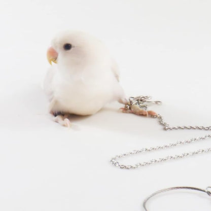 Bird Foot Chain Flying Stainless Steel Training Rope Outdoor Parrot Ankle Foot Ring Accessories Bird Harness Leash Prevent Escaping (8#)
