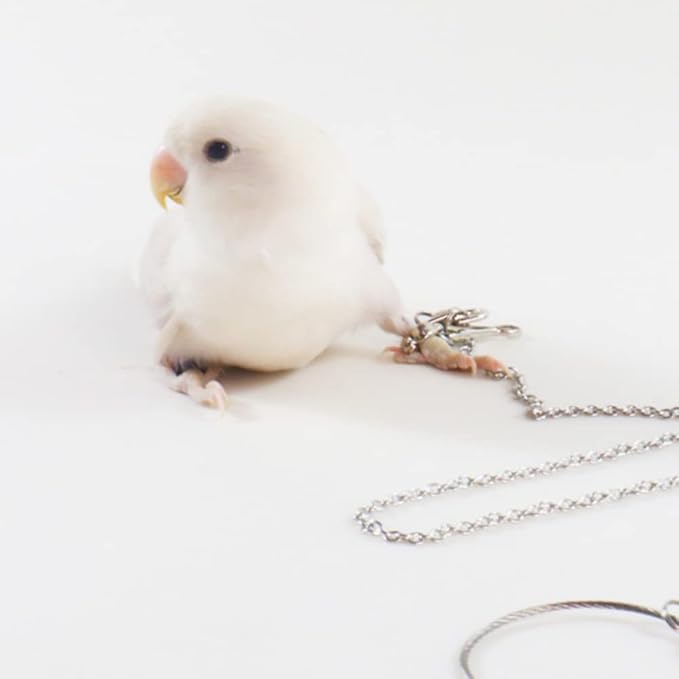 Bird Foot Chain Flying Stainless Steel Training Rope Outdoor Parrot Ankle Foot Ring Accessories Bird Harness Leash Prevent Escaping (5#)