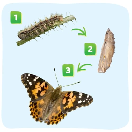 Insect Lore Raise and Release Butterfly Garden Kit – Caterpillar Habitat with redeemable Voucher – STEM-accredited Live Butterfly Growing Kit for Kids, Classrooms, and Homeschool Learning