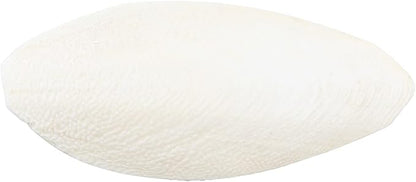 emours Natural Cuttlefish Bone for Reptiles, Tortoises, Tortoise, Snails, Birds and Small Animals (5.5-6 inch (Pack of 2))