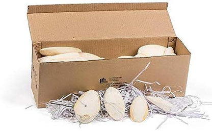Prevue Pet Products Cuttlebone Pack with Holder - 25 Natural Calcium Bones for Birds, Beak Conditioning and Enrichment Toy, Easy Cage Attachment for Parakeets, Budgies, & Cockatiels - Medium