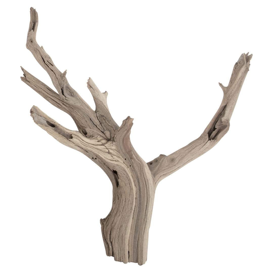 Koyal Wholesale 12” Driftwood Terrarium Decor, Clean California Manzanita Drift Wood Reptile Decor, Driftwood Decor for Home, Desert Reptile Supplies