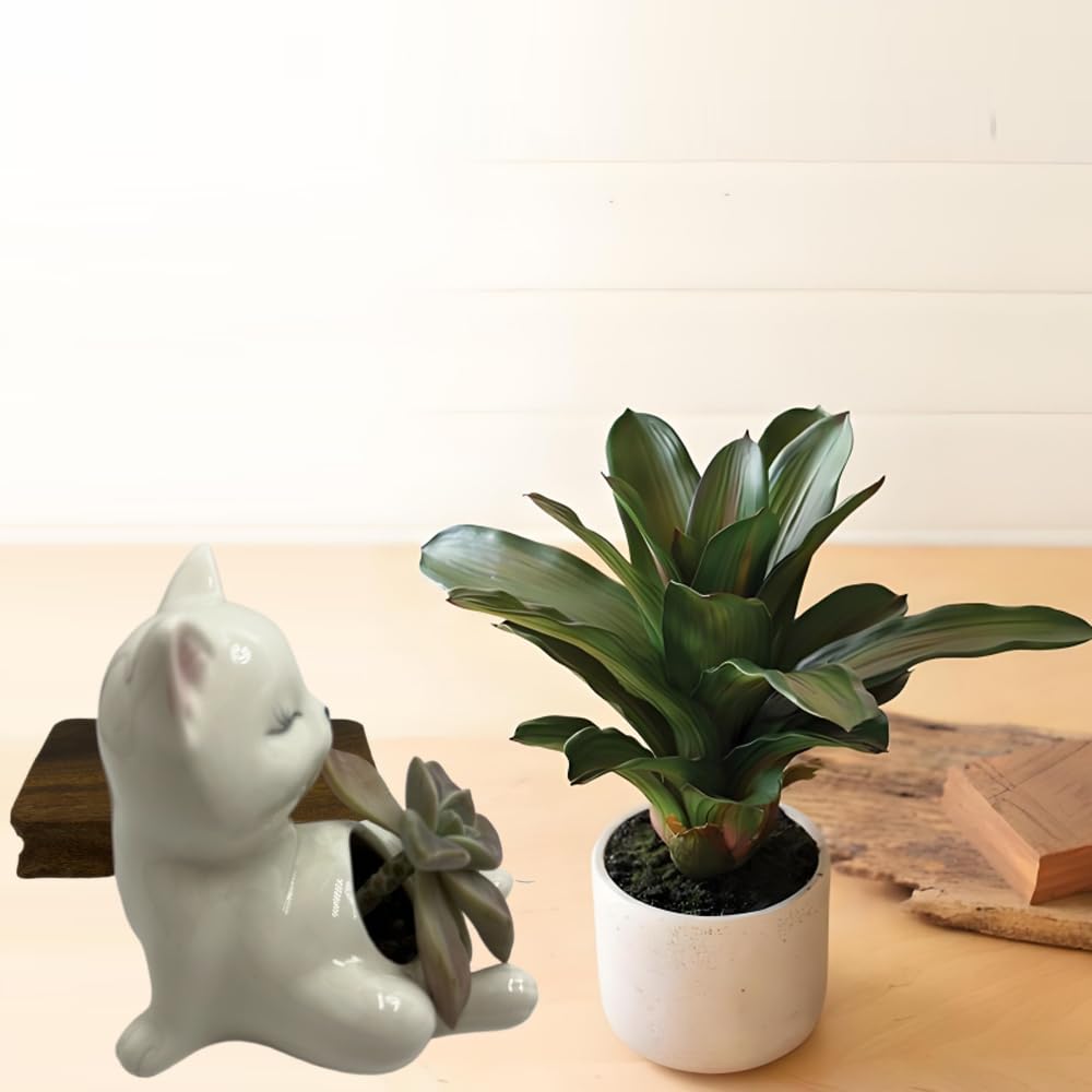 BEECO GIF2U Cute Succulent Pots,White Ceramic Indoor Planters with Drainage and Wood Tray,Round Shallow Flower Plant Pots Decoration Cat