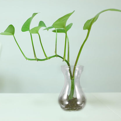 Yardenfun Transparent Glass Craft Vase 5.11X3.54X2.75In Small Flower Container Decorative Planter Inserts for Home Table and Wedding Centerpieces