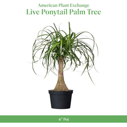 American Plant Exchange Live Ponytail Palm Tree, Bottle Palm Tree, Elephant’s Foot Houseplant, Ideal for Home and Garden Decor, 6" Pot