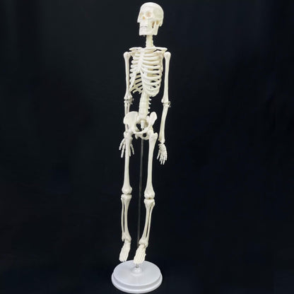 Mini Human Skeleton Model, 17.7 inch, Movable Arms and Legs, Educational Anatomy Teaching Tool with Stand (Free Human Skeleton Poster)