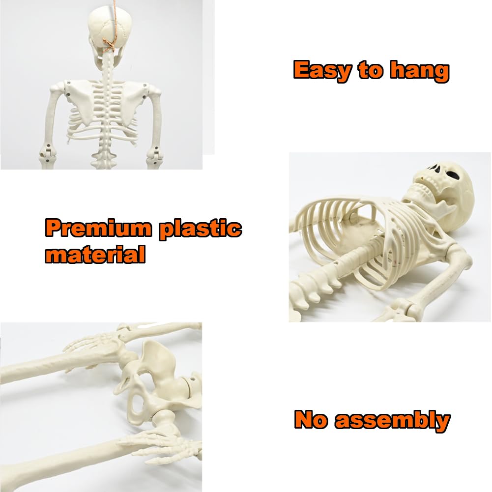 CAMIRUS 3FT Skeleton, 36" Full Body Skeleton with Movable Posable Joints, Realistic Plastic Bones Halloween Prop for Outdoor Haunted House Decorations