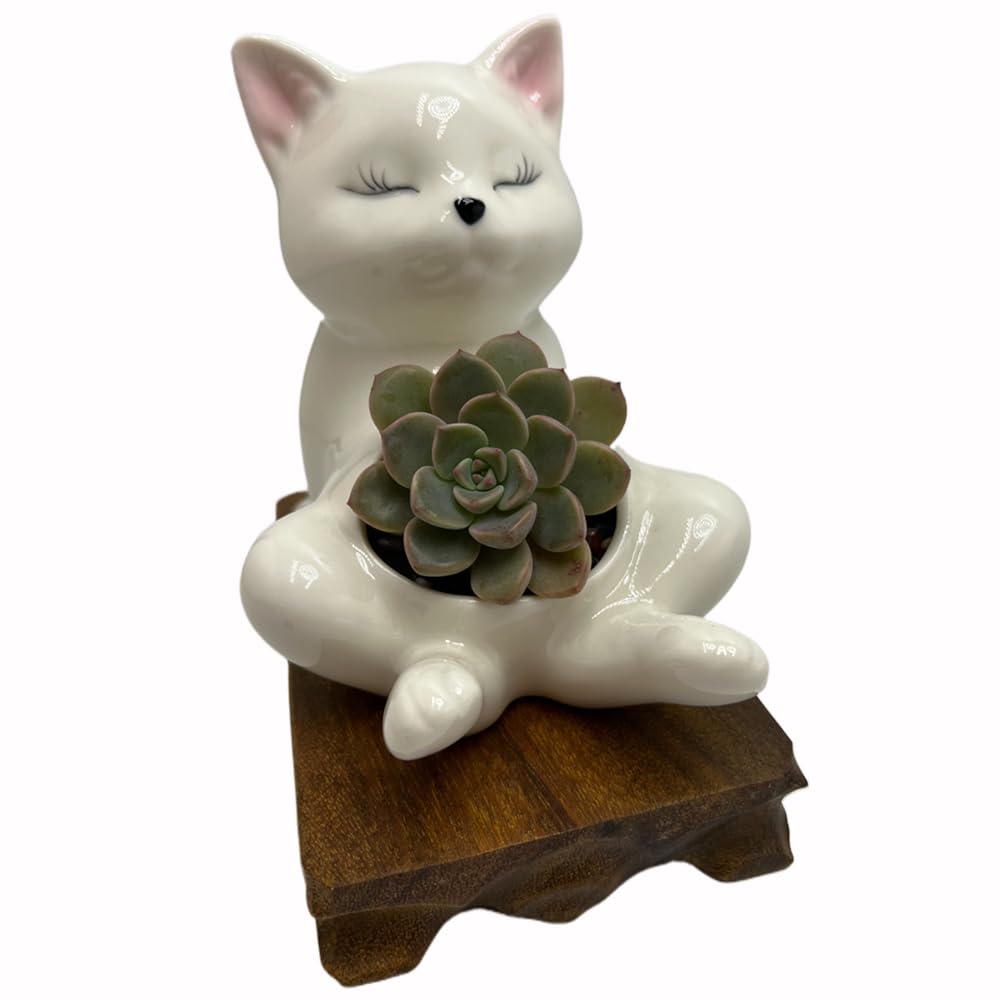BEECO GIF2U Cute Succulent Pots,White Ceramic Indoor Planters with Drainage and Wood Tray,Round Shallow Flower Plant Pots Decoration Cat