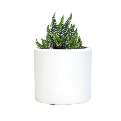 Plants for Pets Haworthia Zebra Plant Succulent in 2.5 Inch White Succulent Pot, Pet Friendly Houseplant, Live Plant Gift, Dog & Cat Safe Plants, Low Light Mini Succulents for Home Decor
