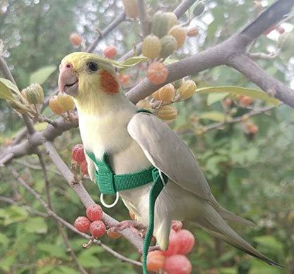 VANFAVORI Adjustable Bird Harness with 80 Inch Leash, Outdoor Flying Kit Training Rope for Bird Parrots Cockatiel S Size Weight 70-120 Grams,Green