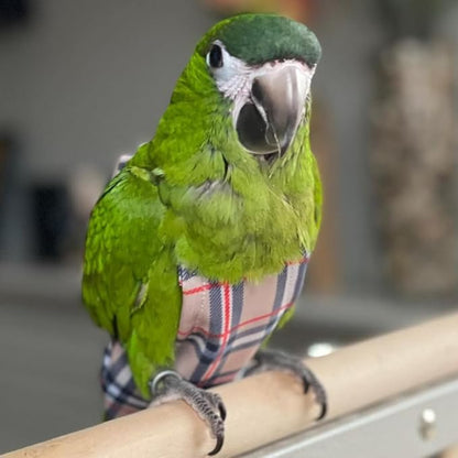 Avian Fashions FeatherWear FlightSuit Wide(7) Bird Diaper in BirBerry