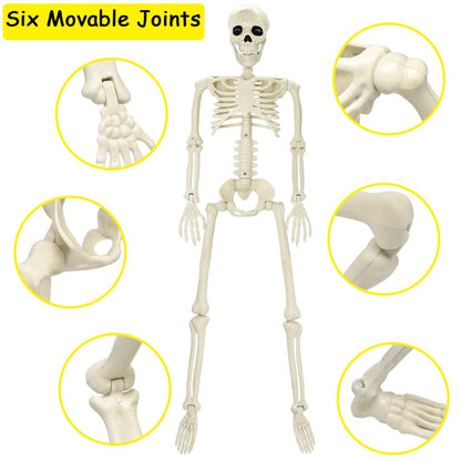 CAMIRUS 3FT Skeleton, 36" Full Body Skeleton with Movable Posable Joints, Realistic Plastic Bones Halloween Prop for Outdoor Haunted House Decorations