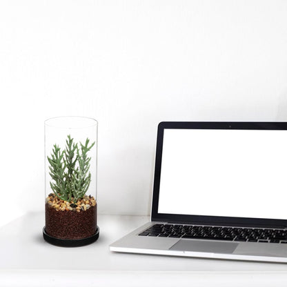 GnFlus Artificial Succulent in Cylindrical Glass Vase Small Fake Senecio Plant with Modern Glass Terrarium Faux Plants Indoor Gift for Plant Lover Decor for Home Office Table Desk Shelf
