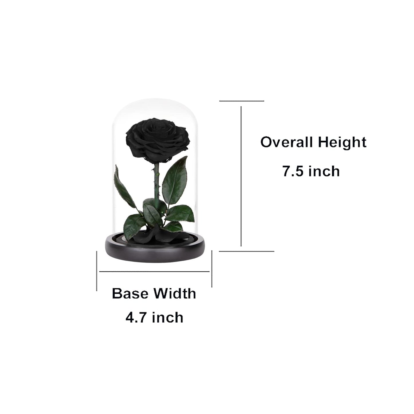 Preserved Roses Black Roses in Glass Dome, Medium, Preserved Flowers for Women