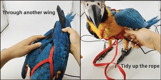 Adjustable Bird Harness with 78.7 Inch Leash, Outdoor Flying Training Rope Kit for Bird Parrots, Parrot Flying Rope Straps Outdoor Training Traction Rope for Small Medium Large Size Birds (XS)
