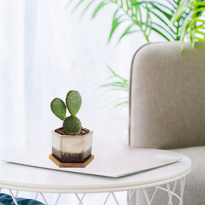 TOPZEA Set of 5 Succulent Planter Pots, 4.2 Inch Hexagon Glazed Ceramic Small Cactus Pot, Geometric Mini Flower Plant Container with Drainage Hole & Bamboo Tray for Home, Office, Windowsill, Desk