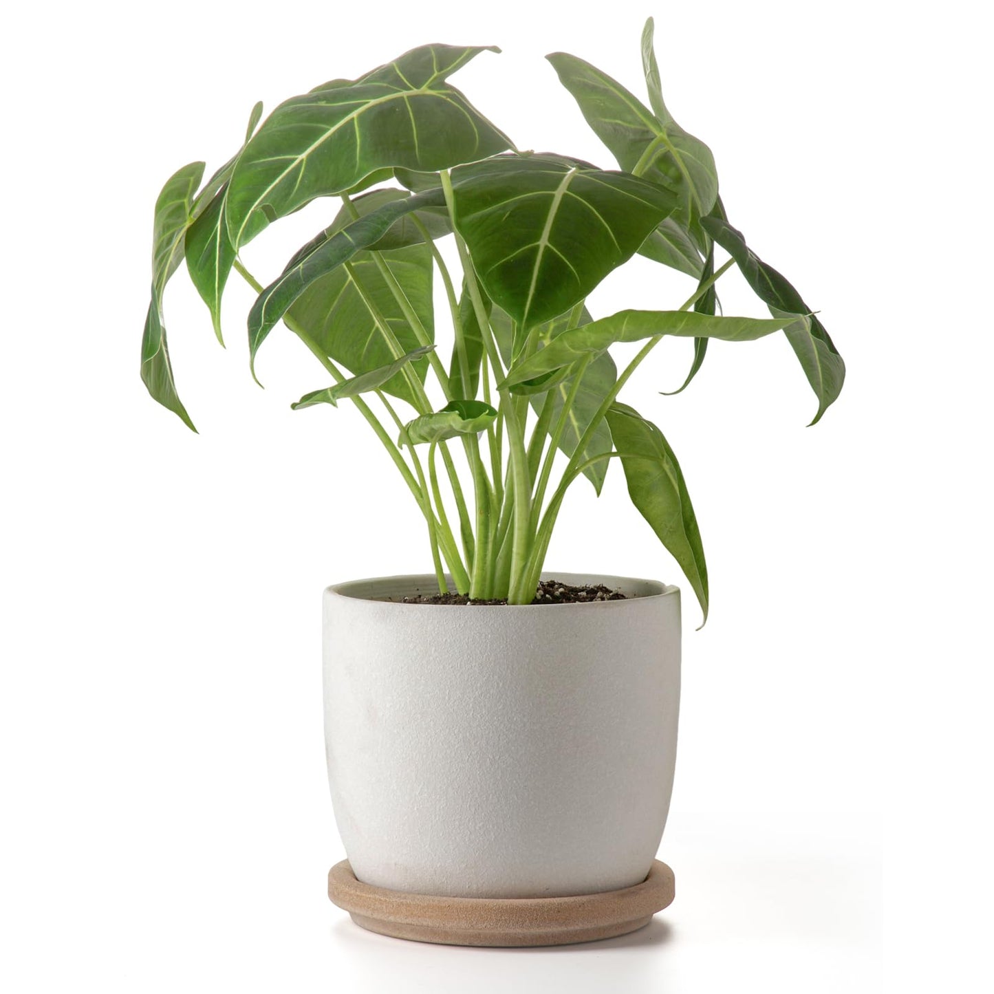 POITONRU Ceramic Flower Pots Indoor-Outdoor: 7.75 Inch Large Planters with Drainage Holes & Saucer - Modern Decorative Plant Pots Ceramic for Home Gardeners (White)