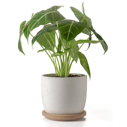 POITONRU Ceramic Flower Pots Indoor-Outdoor: 7.75 Inch Large Planters with Drainage Holes & Saucer - Modern Decorative Plant Pots Ceramic for Home Gardeners (White)