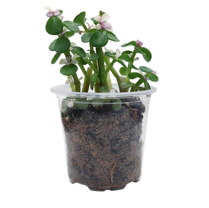 MIP Ceramic Planter Plant Pot with Plastic Liner Gift Please Don't Die (Black)