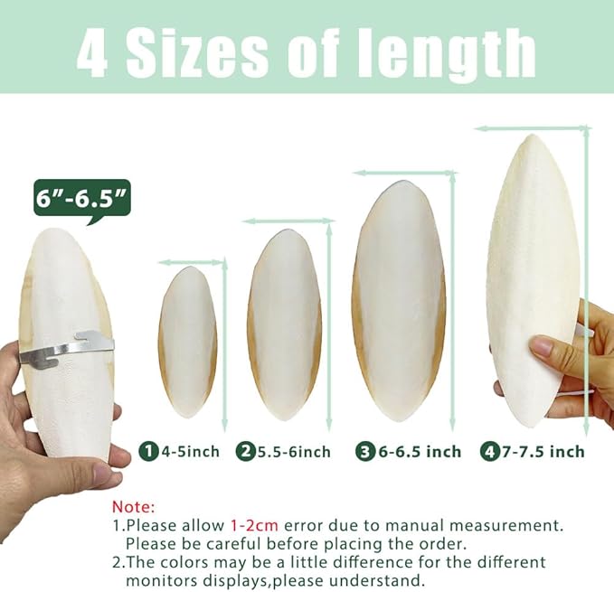 Natural Cuttlebone for Birds Parakeets Canaries Cockatiels Small Conures Mynahs Toucans African Greys All Parrots Snails Totoise, with Holder for Bird Cage (6-6.5 inch,2PCS)