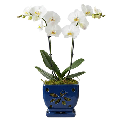 Grdthzey Orchid Pots with Holes Square Ceramic Orchid Planter Pots 5.7 inch (Blue)