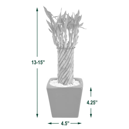Arcadia Garden Products LV34 Tornado Lucky Bamboo, Live Indoor Plant in Carolina Square Ceramic Planter for Home, Work, or Gift, White