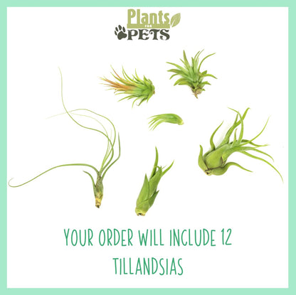 Tillandsia Air Plants Live Indoor Plants (12PK), Airplants Variety Live Plant Kit, Tropical Plants Live Houseplants, Air Plant Live Succulents Plants Live Plants Indoor House Plants by Plants for Pets