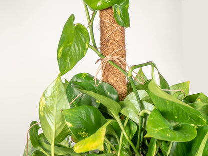 Envelor Coco Moss Poles Plant Support Stakes Coco Plant Stake Pothos Coir Totem Pole Monstera Moss Pole Climbing Plant Support Potted Plant Upward Growth Vine Stackable Coco Sticks, 36 inches, 4 Pack