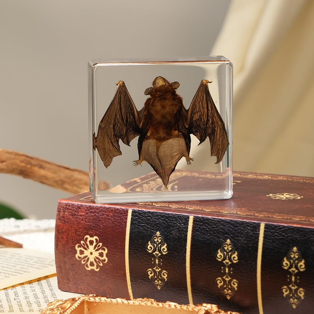 Artojoy Taxidermy Bat, Real Bat Specimens Animal Specimen Preserved in Resin, Gothic Decor Display for Science Classroom Science Education, Gift for Fans of Taxidermy, Oddities, Biology