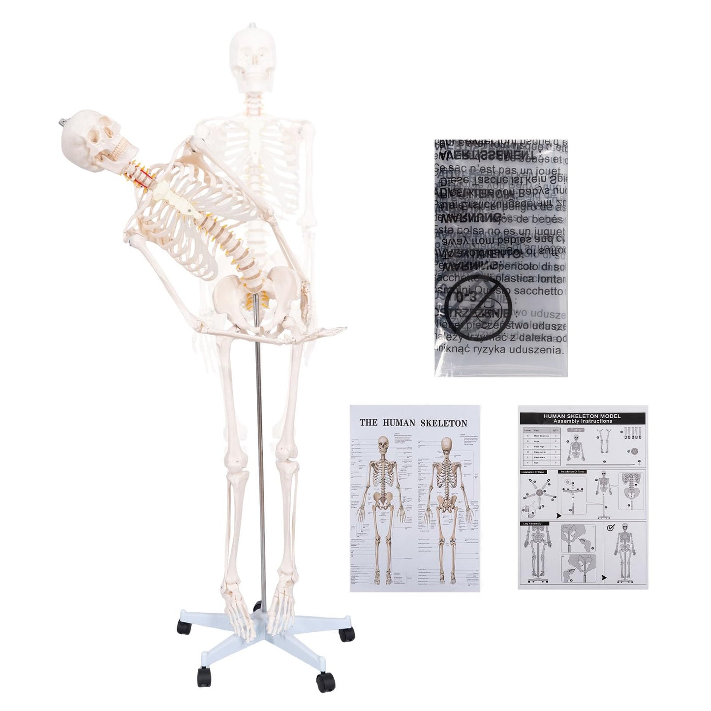 JVVMNJLK Life Size Human Skeleton Model 70.8" with Bendable Spine,Flexible Skeleton Anatomy Model W/Nervous System & Carotid Artery, Medical PVC Posable Skeleton on Rolling Stand for Study & Display