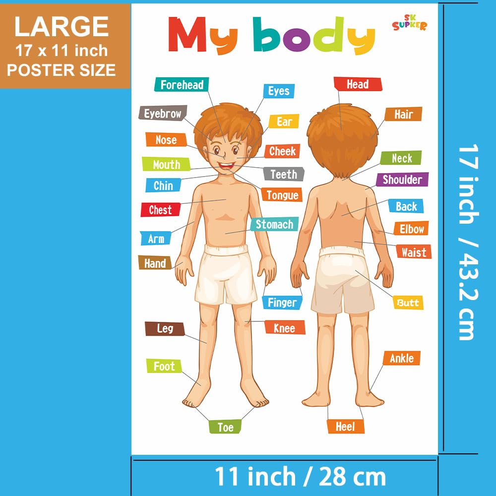 SK SUPKER 18 Toddlers Educational Learning Posters Classroom Wall Decorations Preschool Teaching for Baby Kids Teaching Numbers, ABC Alphabet Chart, Shapes, Days of The Week