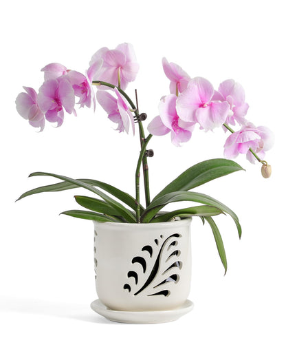 Fayoula Ceramic Orchid Pot, 6 Inch Orchid Pots with Holes and Saucer for Indoor/Outdoor Plants Drainage & Air Circulation, White Orchid Planter for Repotting or New Plants