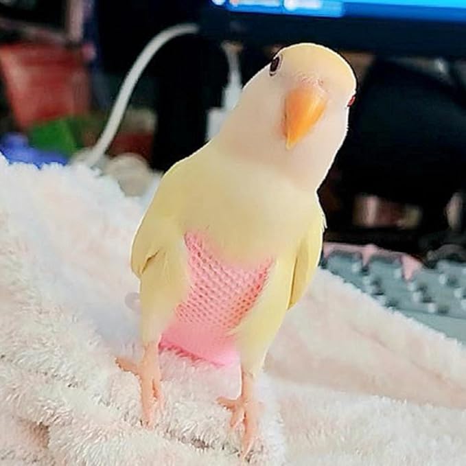 5 Pcs Summer Holey Style Bird Diaper Parrot Nappy Reusable Flight Suit with Waterproof Inner for Parakeet Cockatiel Macaw Budgie Lovebird Conure (XL)