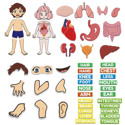 BEUNITONE Body Parts Learning Felt Story Board for Family 48 Pcs Large Preschool Human Organ Name Words Useful Felt Story Board Set Wall Activity for Birthday Christmas New Year Gifts