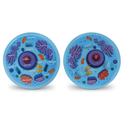 Learning Resources Cross-Section Animal Cell Model - STEM Biology Gifts, Molecular Science Activities , Microbiology ,Classroom and Teacher Must Haves, Homeschool Materials, Model Kit Tools